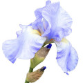 آیریس پالیدا  Iris Pallida